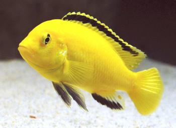 Labidochromis rumena (rumena) vsebina, združljivost, reprodukcija, fotografija