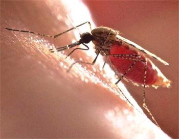 Medidas de protección contra las picaduras de mosquitos.