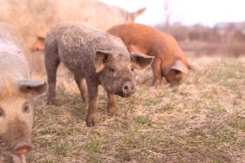 Разплодни породи свине