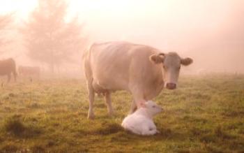 Cetosis en vacas: síntomas y tratamiento.