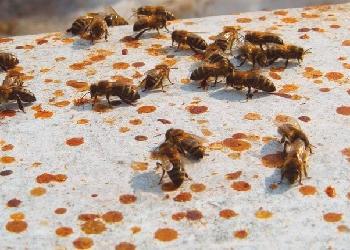 Diarrea en las abejas