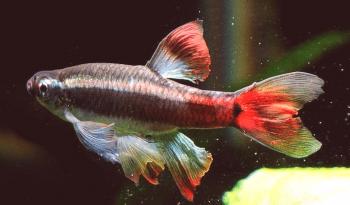 Top 10 rib za začetnike Aquarists