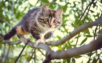Cómo quitar un gato de un árbol, algún servicio elimina un gato de un árbol alto