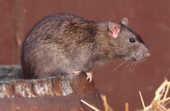 Kako se znebiti podgan in miši pri kadilcu: nasveti in videi