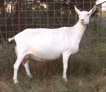Especies de lechería de cabra doméstica sin cuernos.