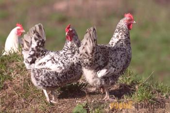 Raza Pushkin de pollos: el pollo óptimo para un patio personal