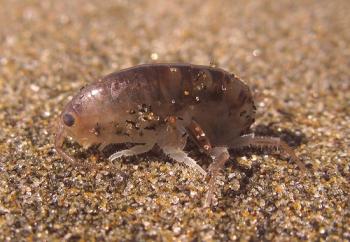 ¿Cuáles son las peligrosas pulgas de arena?