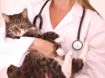Mačka ima temen urin: kaj storiti lastniku, zakaj je postala rjava, temna, vzroki in zdravljenje mačke