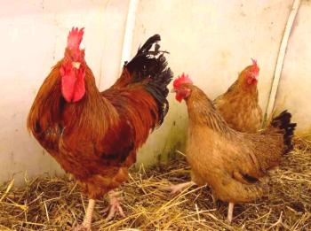 Pregled kunskih kokošjih pasem: produktivne lastnosti in fotografije
