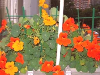 Qué flores plantar en el balcón.