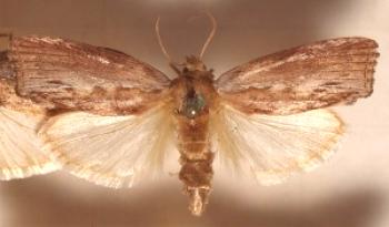 Wax moth: tinktura, imenovanje, zdravljenje, pregledi zdravnikov, kontraindikacije