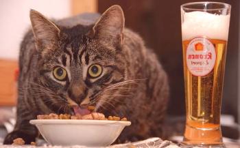 Hrana za mačke za Eukanuba - Veterinarji pregledi in nasveti