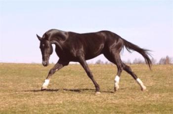 Ахалтекианска порода коне: цена, снимка и видео