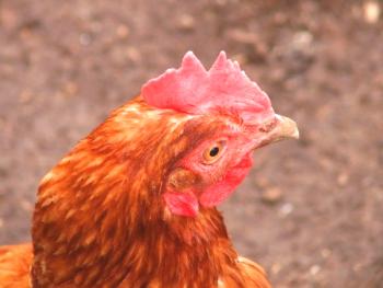 Las razas de gallinas más populares y productivas son las portadoras.