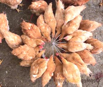 Hranjenje kokoši doma: kako in kaj hraniti