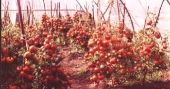 Semillas de tomates para invernaderos de autocontaminación, de bajo crecimiento.