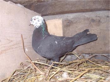 Descripción y exterior de las palomas de la matanza de Bakú.