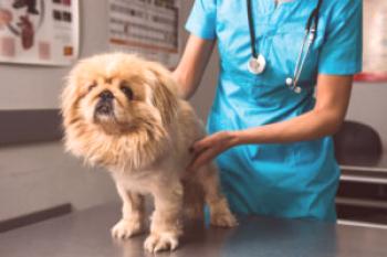 Enfermedad grave del sistema reproductivo - piometra de un perro: signos, tipos, terapia