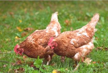 Características de los pollos de Isa Brown y sus características de mantenimiento en la granja