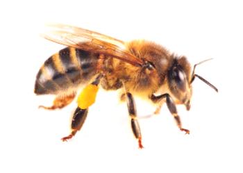 Miel de abejas: apariencia y sus hábitos.