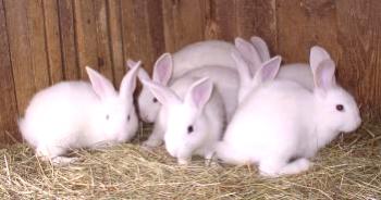 ¿Cuántos años viven los conejos: esperanza de vida?