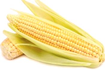 Cómo almacenar maíz en mazorcas y granos en invierno.