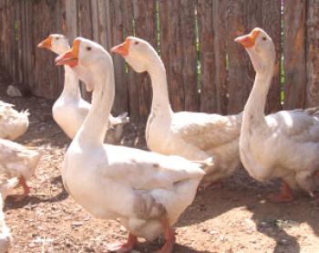 Enfermedades de los gansos: síntomas, signos externos y tratamiento.