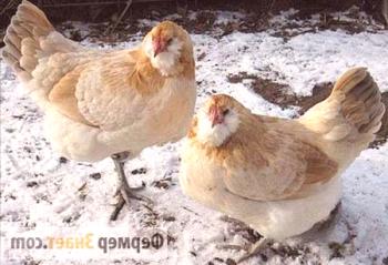 Los secretos del cultivo de pollos en casa.