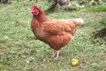 Značilnosti Sheaver Brown in White Chicken Breeds s fotografijami in pregledi kmetov