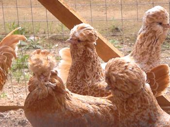 Paduanska piščančja pasma: opis, vsebina in fotografije