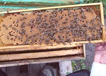Sostén las abejas en el marco 145