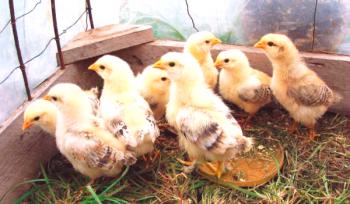 Ko se piščanci lahko dajo zelenici: pregled in video