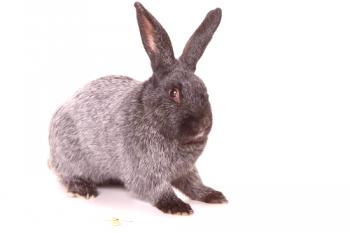 Conejos de la raza Poltava de plata (conejo de plata): descripción de la raza