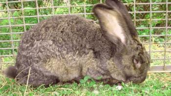 Conejo de raza fland