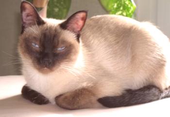 Sijamske mačke: opis pasme, videz, barva.