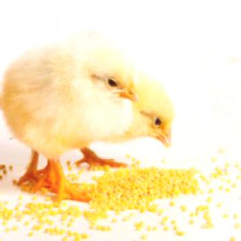 Hranjenje piščancev doma: pravila, prehrana