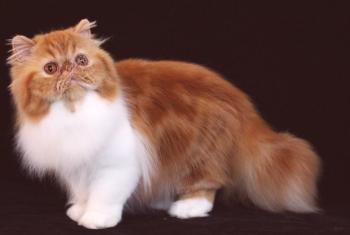 Perzijske mačke: fotografija, video, pasma, lik, odhod