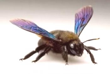 Big black bee carpenter - foto y descripción