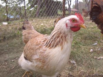 Описание на пилетата от Загорската сьомга от снимката и обратната връзка на собственика