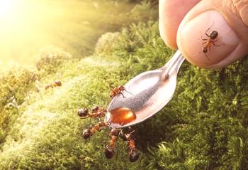 Kako se znebiti mravlje