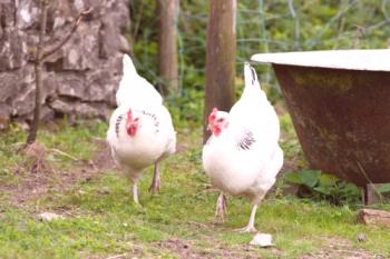 Raza de pollos de Sussex: fotos, descripción, comentarios