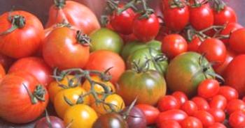 Las variedades más productivas de tomates para suelo abierto son altas.