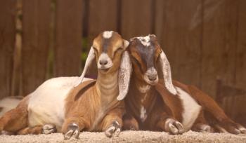 Nubijske koze