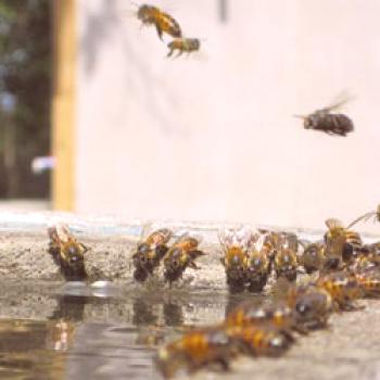 Bebida para las abejas: tipos y requisitos, elaborados con tus propias manos.