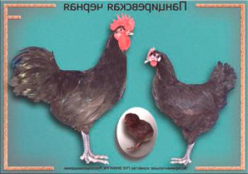 Panzirevskaya raza de pollos: descripción, descripción y foto