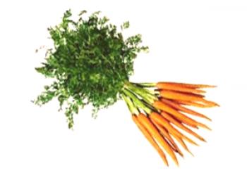 Zanahorias: buenas y malas, contenido calórico.