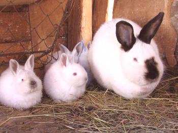 Conejos de raza californiana - reproducción, tenencia y descripción de la foto
