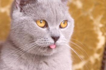Chartreuse mačka (fotografija): Ljubljeni francoskega plemstva