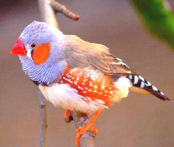 Vse o amadinih, oskrbi in vsebini, posebnostih hranjenja ptic