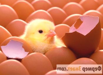 Incubación de huevos de gallina en casa: ¿cuál debería ser la temperatura?